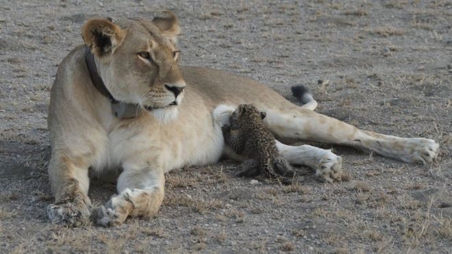 Lioness nursing a Leopard Cub in Tanzania