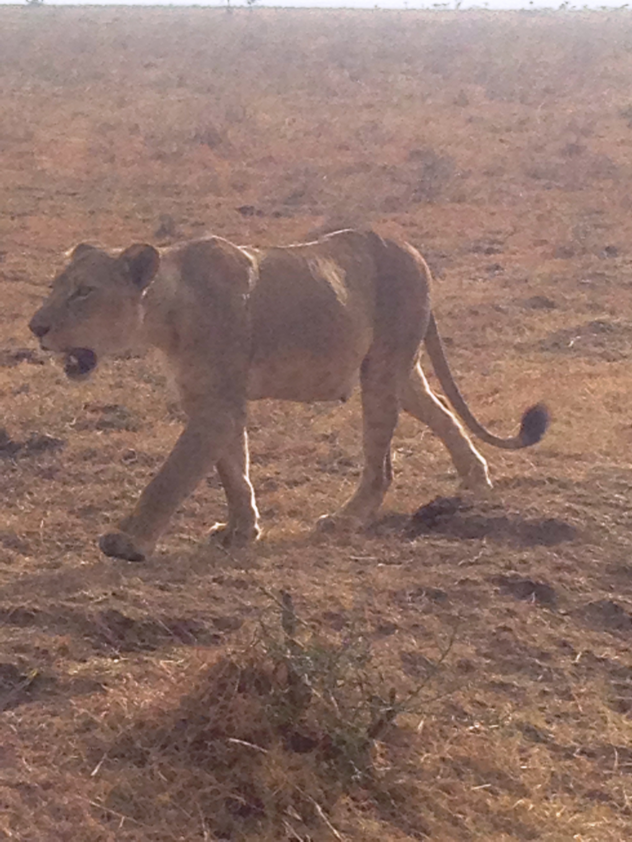 Nairobi National Park; Pristine wilderness experience only a stone throw away from Nairobi City