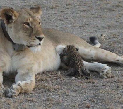 Lioness nursing a Leopard Cub in Tanzania