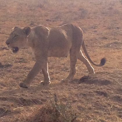 Nairobi National Park; Pristine wilderness experience only a stone throw away from Nairobi City